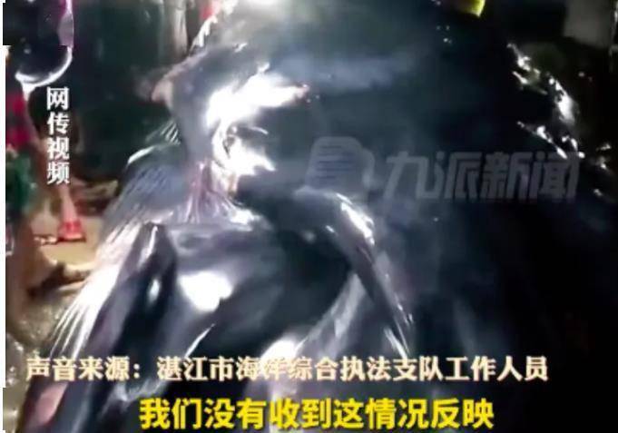 台风将鲸鱼冲上岸？官方回应！2023台风最新消息 今年第4号台风泰利实时路径发布-今年台风来了吗?
