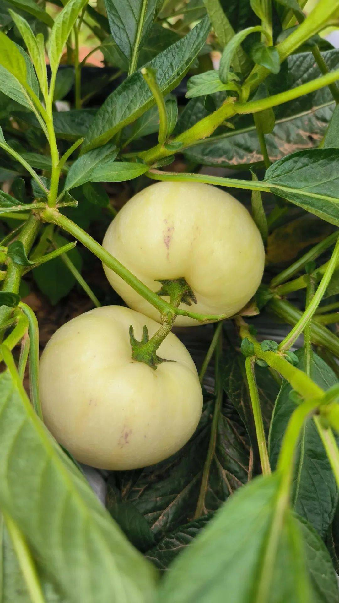 缤纷水果季,平地邀您品尝盛夏的甜蜜_葡萄园_人参果_种植