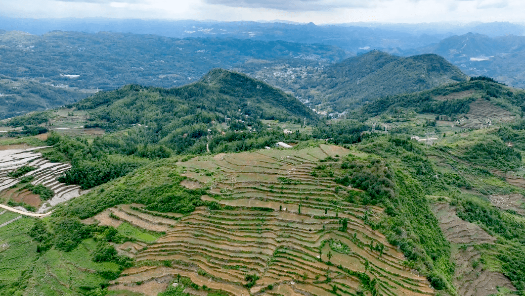 【盘州发布】180亩山坡蕴藏大产业_折耳根_种植_余昌