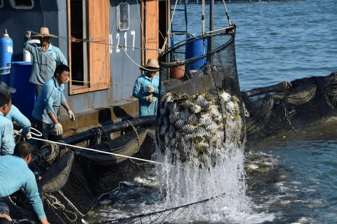采用深海网箱养殖金鲳鱼技术养殖,养殖水深达到12米以上,渔网采用7 1