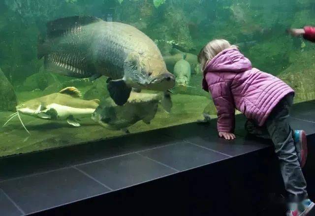 全世界不能错过的水族馆,柏林水族馆!_文章_网络_信息