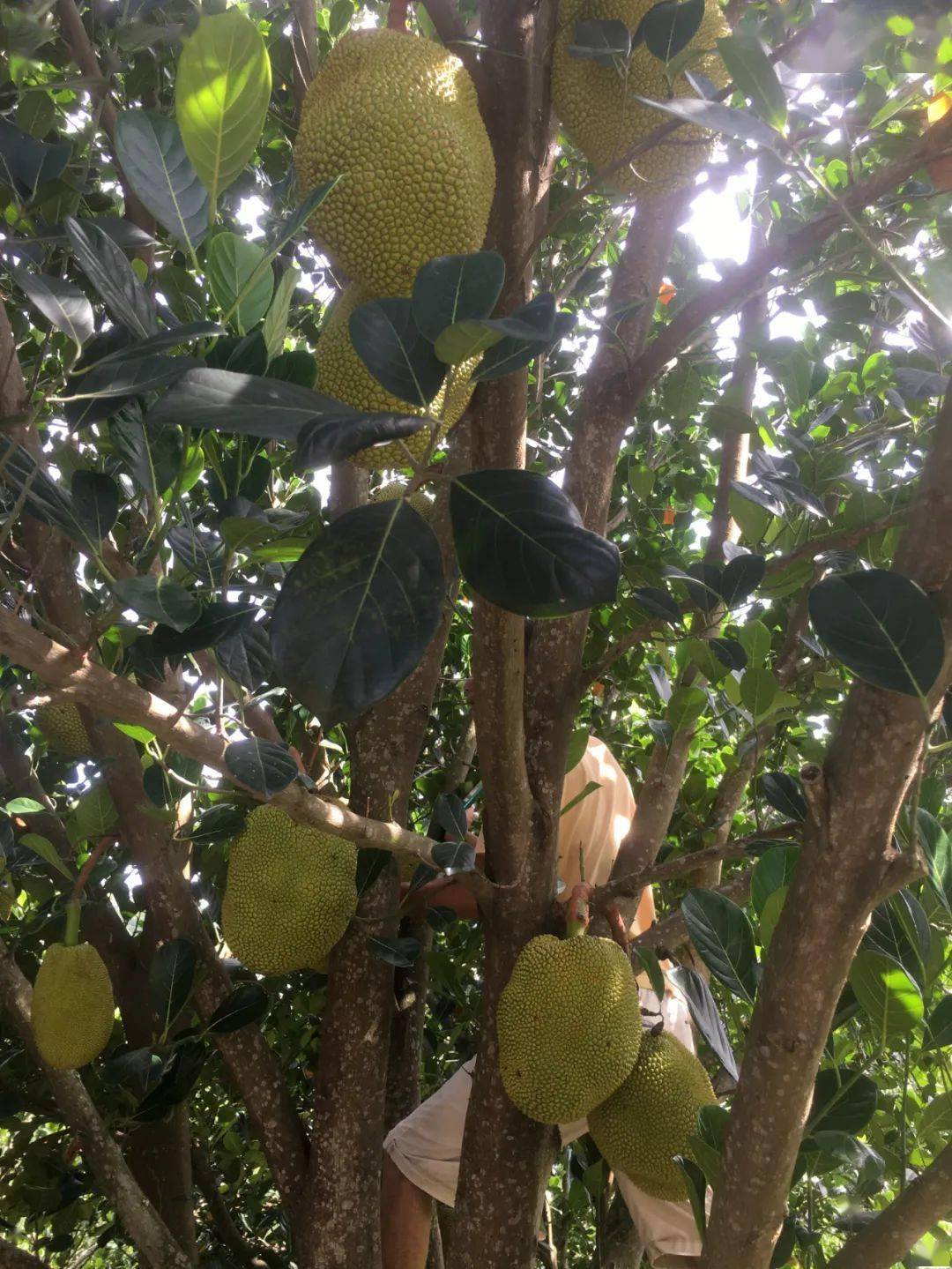 化州这种水果太神奇了,不粘手还甜过初恋?_菠萝蜜_珍珠_林尘