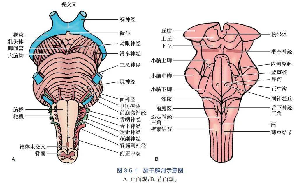腹侧面 ①延髓:主要结构有锥体和锥体交叉;②脑桥:借脑桥延髓沟与