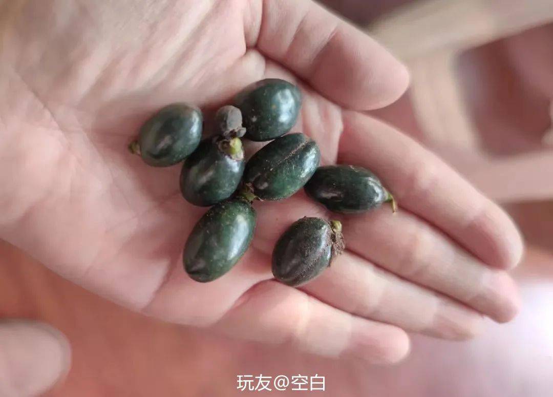 去皮之后的蒲葵子,从黑转白,颜值提高了不少,当个计数器,或者磨条手串