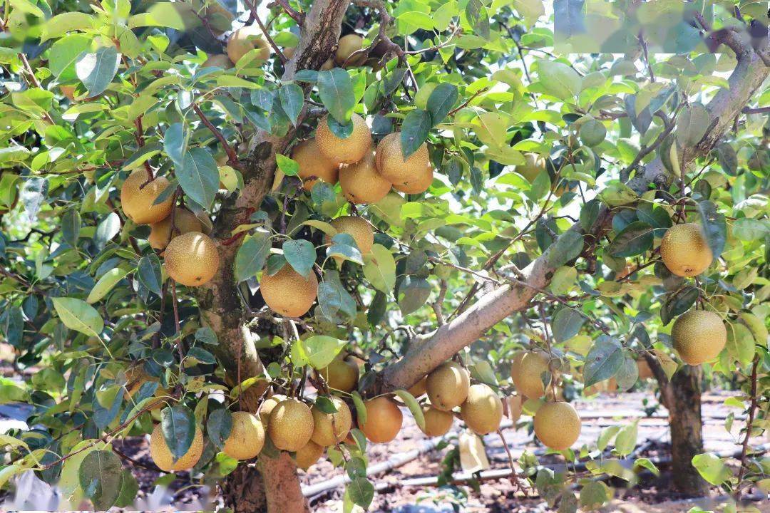 梨香飘满凤形山_李贞_果园_生态