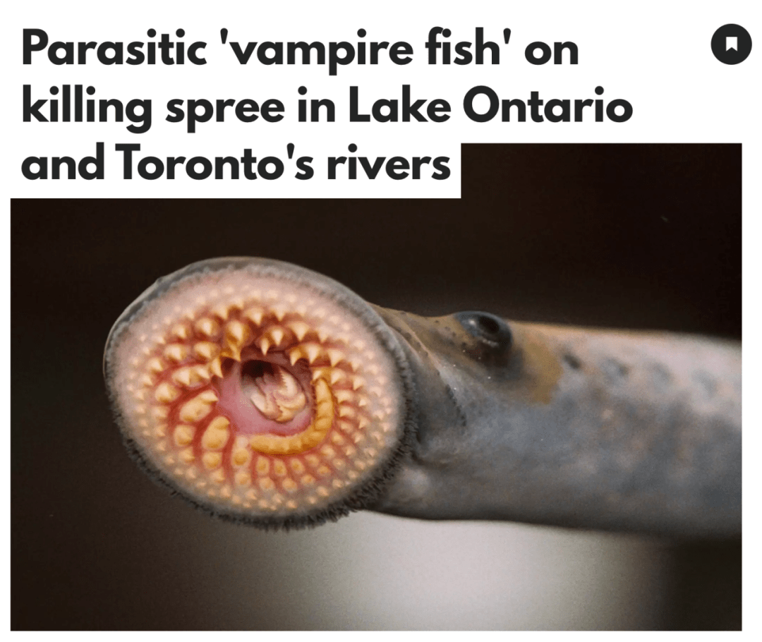 可怕!安省多个湖中爆发危险生物"吸血鱼"!