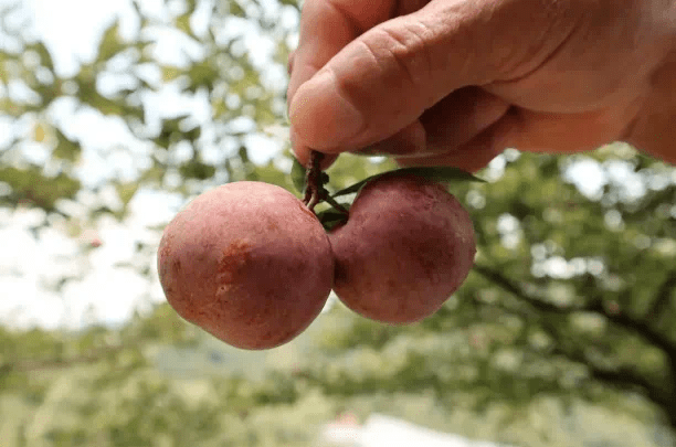 71_李梅_活动_李果