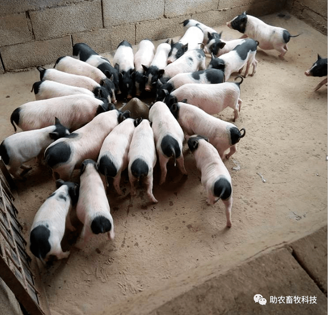 香猪养殖运用部分发酵牧草带来的好处效益分析_饲料_过程_肠道