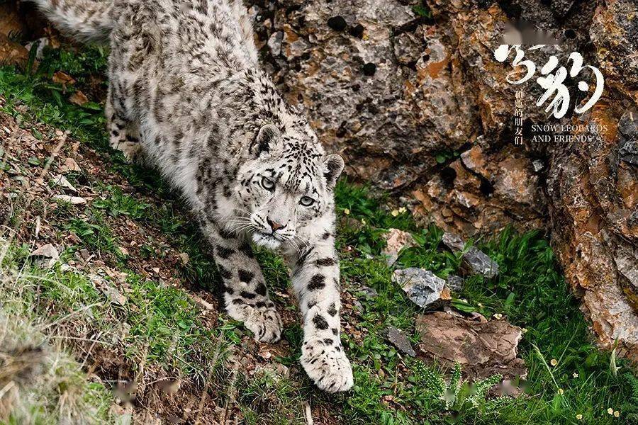 全身裹着亮丽的灰白色皮毛,伴有黑色点斑和不规则黑环,雪豹威武而不失