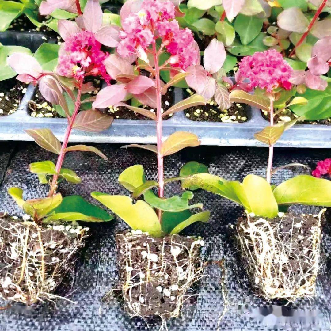 矮紫薇扦插繁育 | 技术_成苗_规格_容器