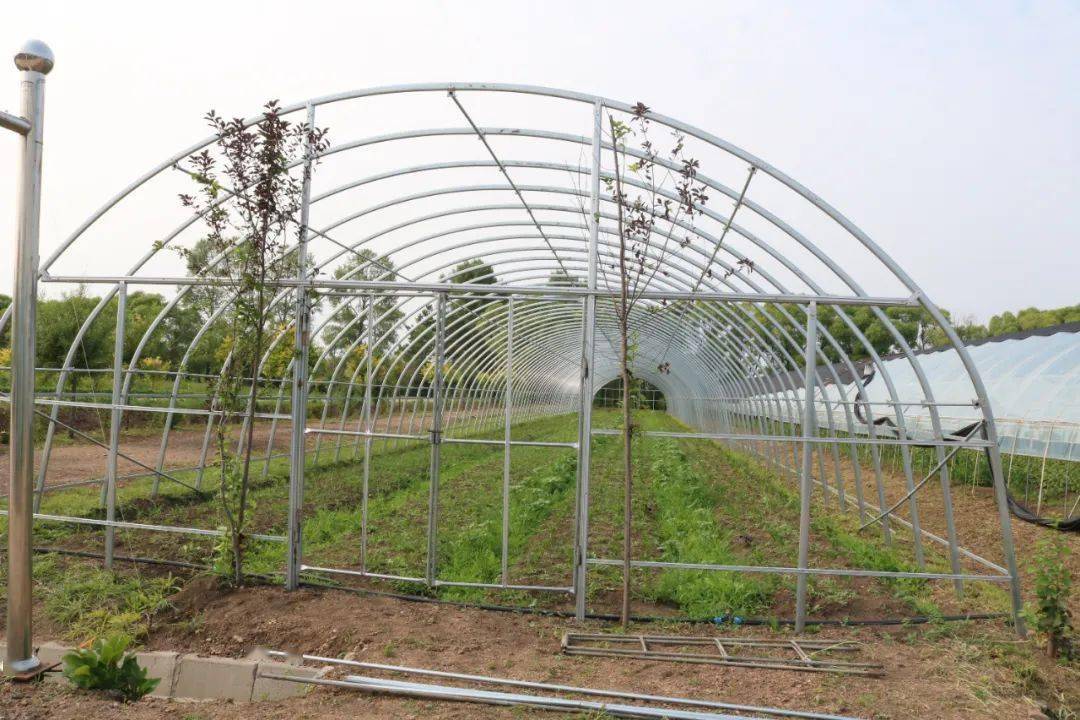 【民生】中心苗圃:果蔬满园 夏时忙不停_种植_大棚_进行