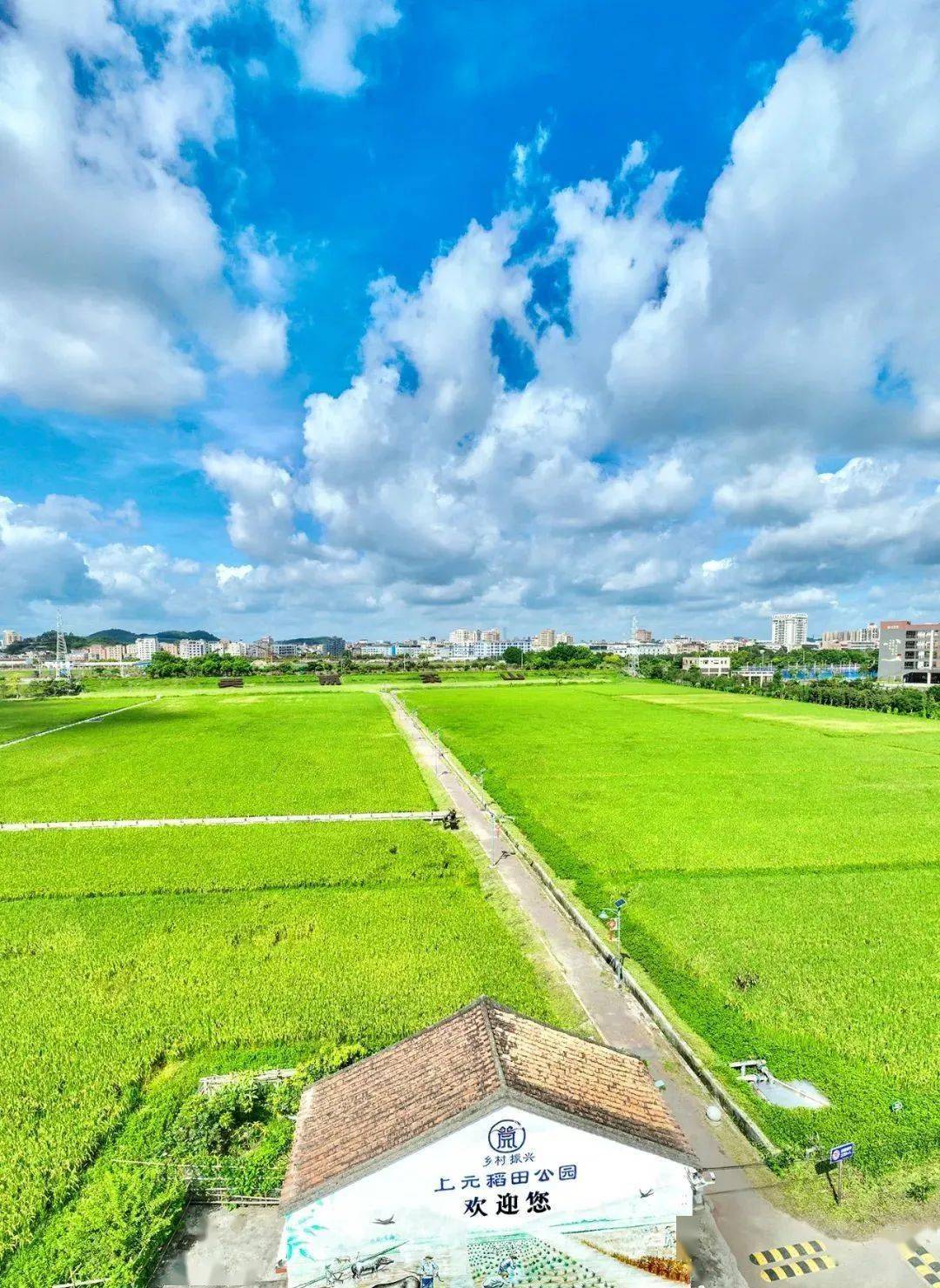 一起欣赏今夏茶山稻田的限定美景!_上元_公园_夏日