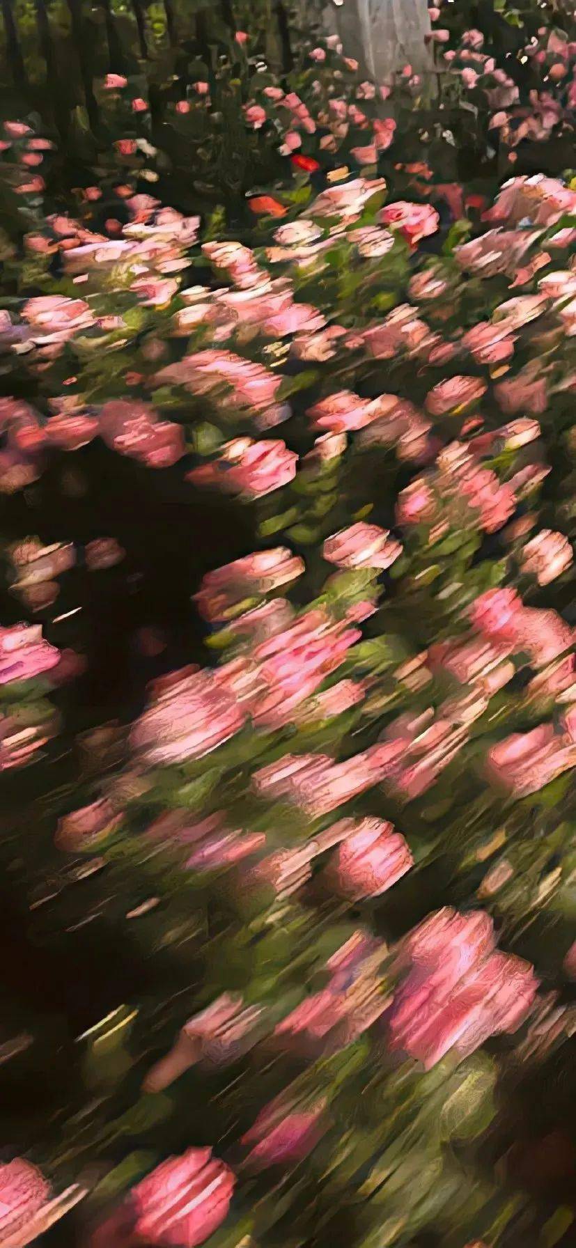 壁纸| 苹果壁纸ins高级质感