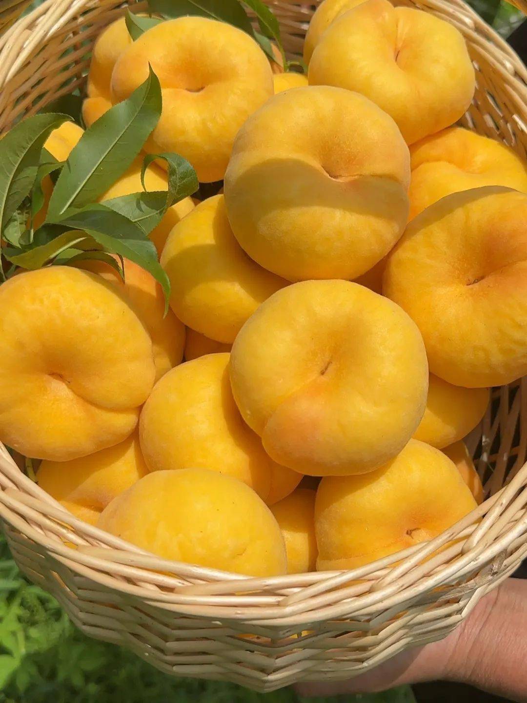 现象_桃子_口感