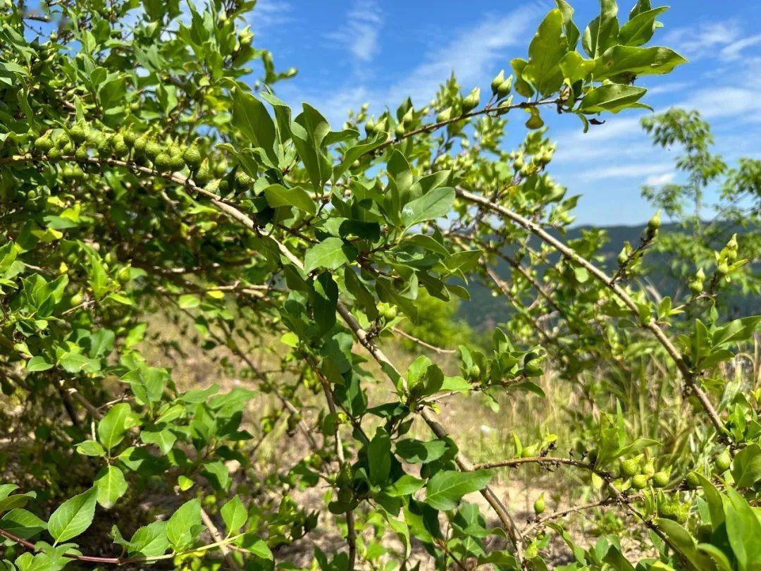 眼下正值连翘采摘时节,地处熊耳山腹地的大章镇学村"千亩连翘基地"