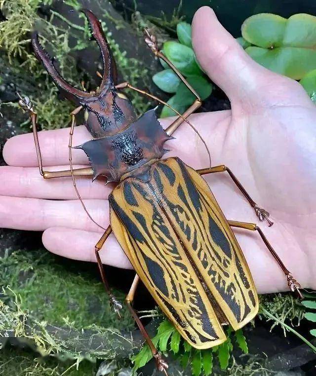 剑齿虎天牛的外形有被吓到.世界上仅有30只的罕见「黄金老虎」.