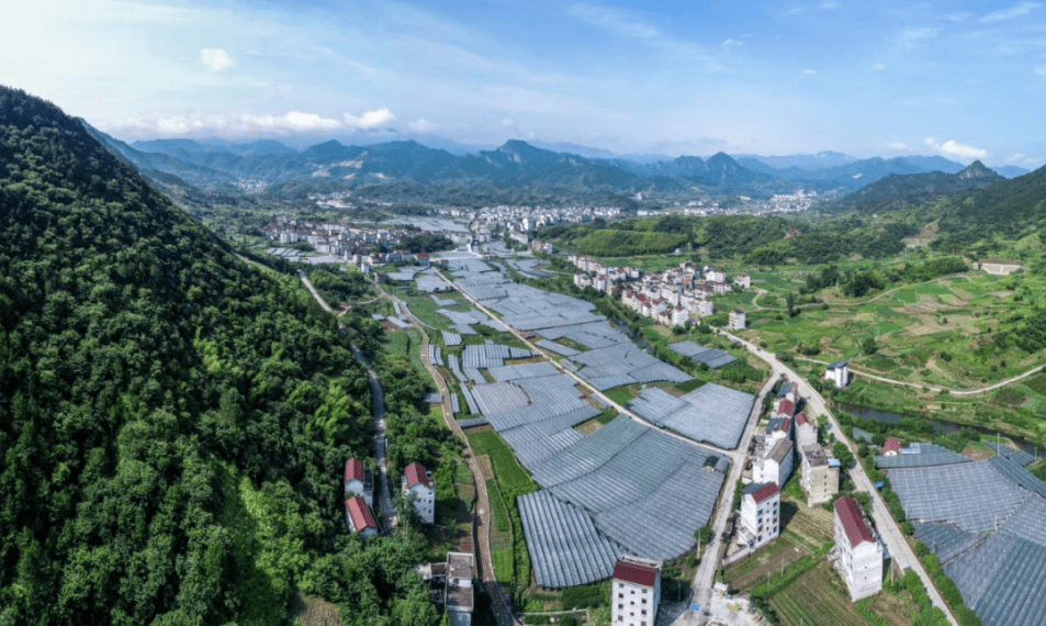 浙江缙云:奏好"山海协作曲"推动乡村精彩蝶变_双溪口乡_葡萄_产业