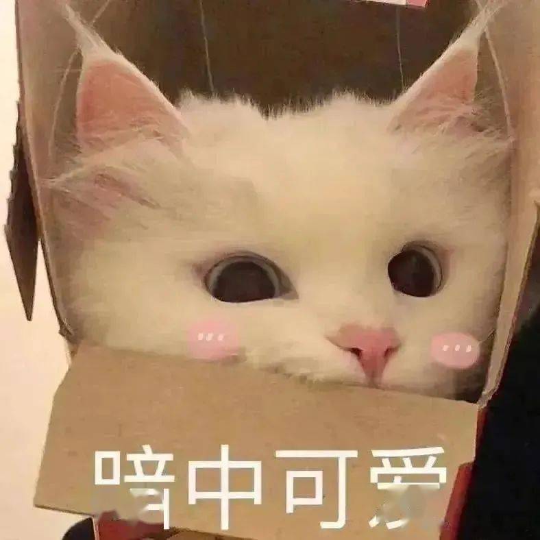 撒娇可爱小猫咪表情包~赞