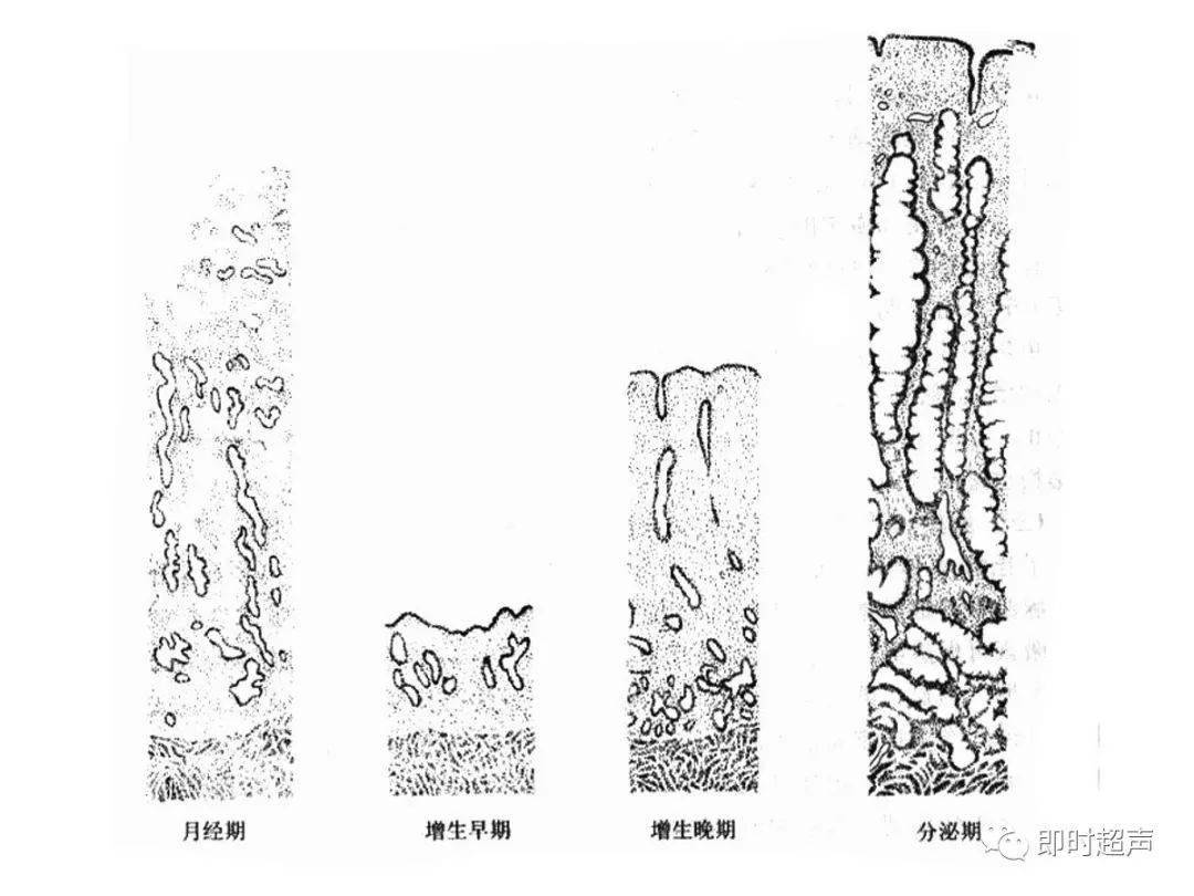 生殖系統解剖圖示註解_the_睪丸_附睪