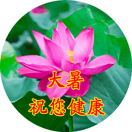 今日大暑,送你一份清凉的问候,愿暑不尽的幸福,总伴你身旁!