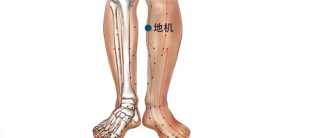 都是因為這條經絡不通!_脾臟_氣血_功能