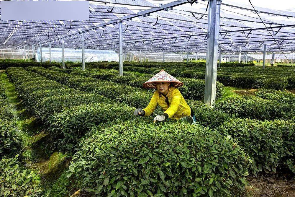 左右滑动查看更多《"茶光互补" 节能减排助发展》(组图)宋建萍《秋晒