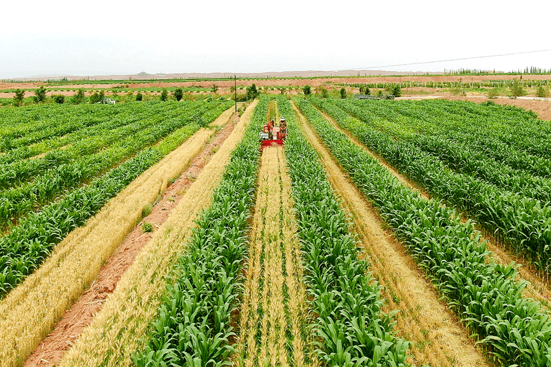板桥镇:立体化间作套种助农增收_种植_小麦_临泽县