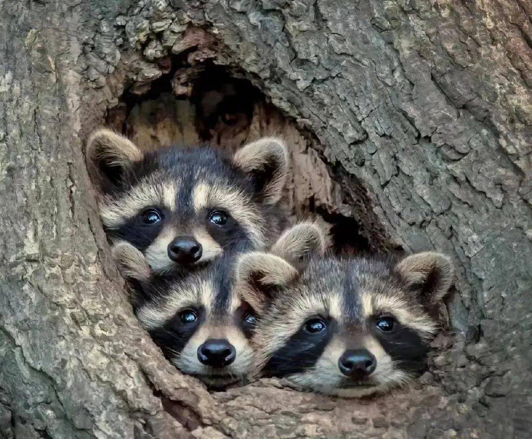 有动物界的活化石鸭嘴兽,有非洲明星哺乳动物:斑马,有憨态可掬充满