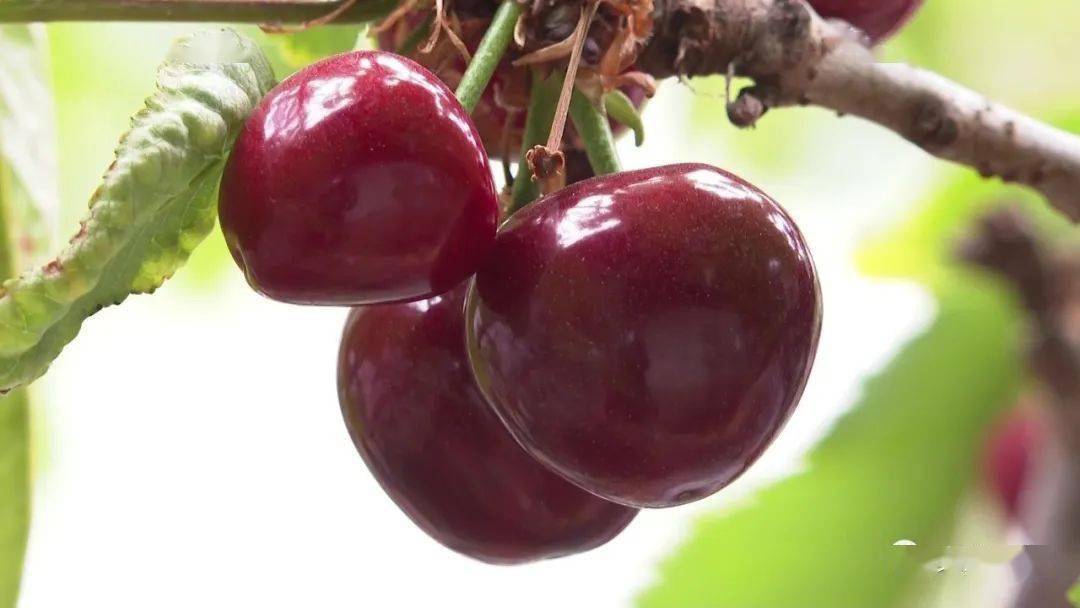 "中国果协优质大樱桃生产示范基地"花落文登_彩云间_开心农场_种植