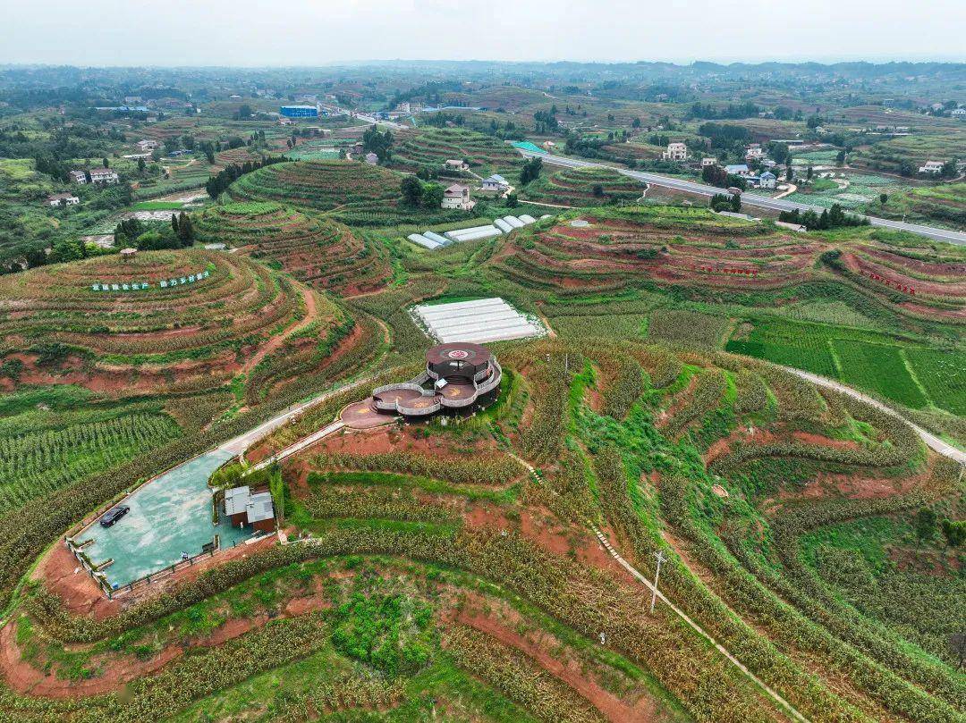 白花镇万亩高粱喜迎大丰收_村民_农业_翠屏区