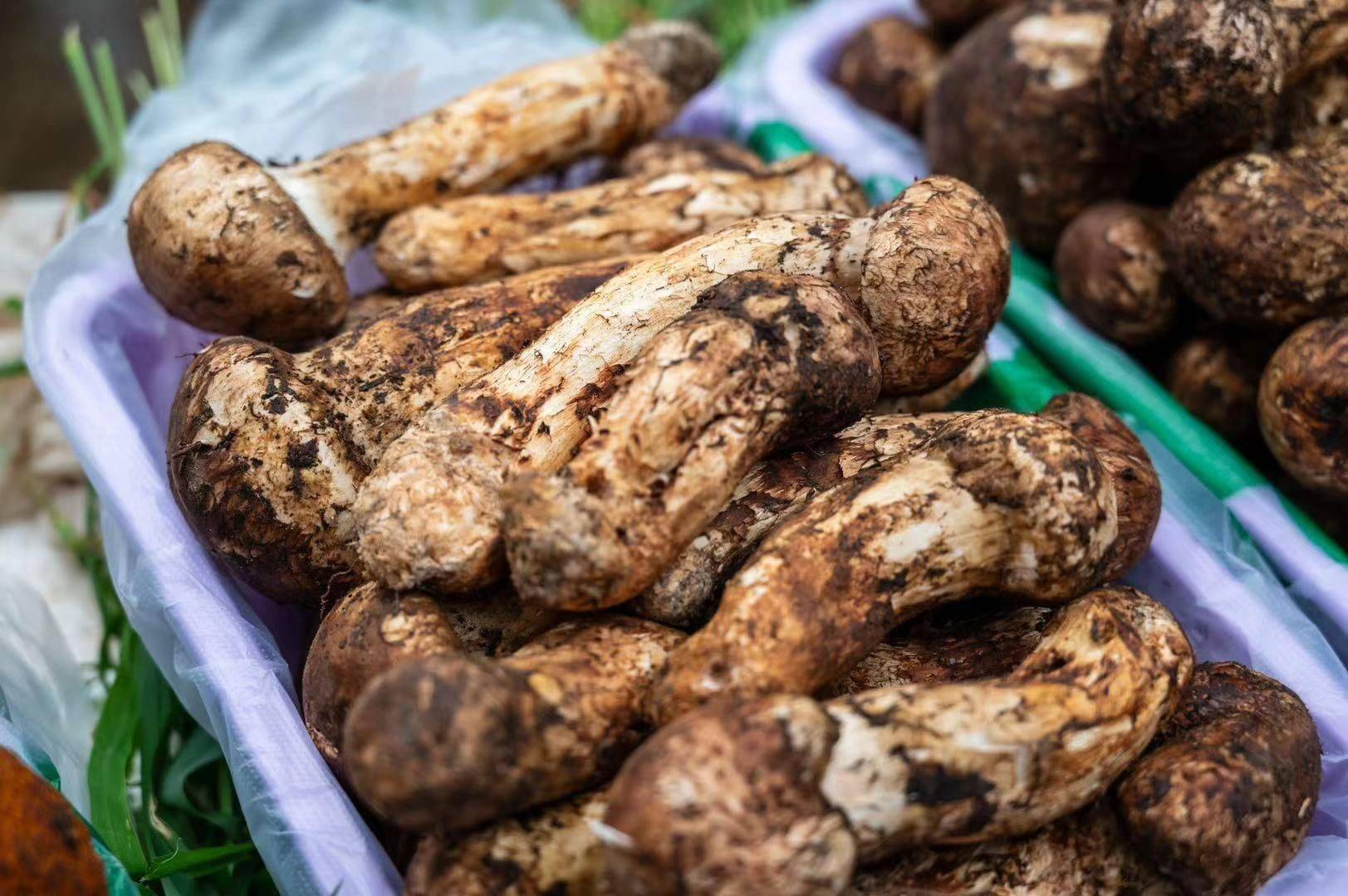 第十九届中国·云南野生食用菌交易会在玉溪易门开幕_发展_产业_主题