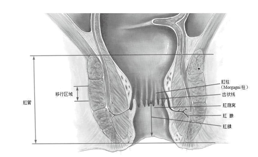 关于结肠直肠和肛门的外科解剖_括约肌_肛管_肌纤维