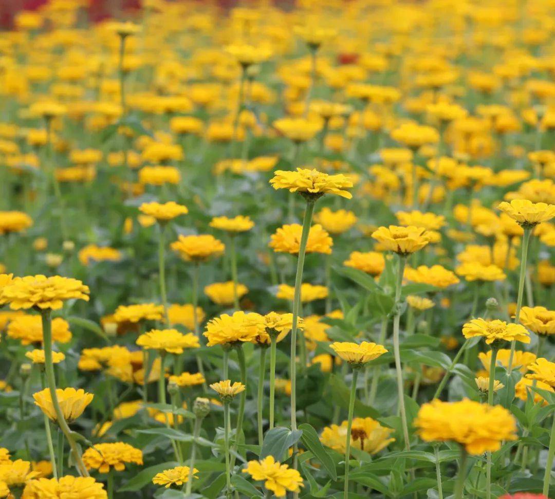相约桦甸市友谊花海:畅享"花前越夏"之旅_花朵_季节_岁月