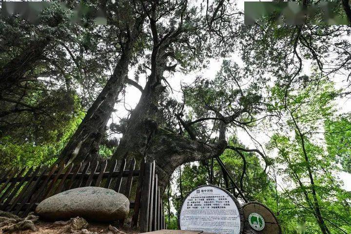 蜀道明珠翠云廊,跨越千年仍青苍_剑阁县_古柏_柏树