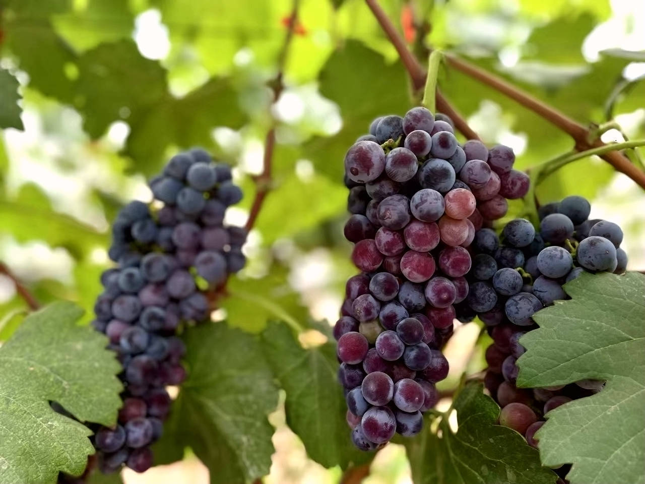 34栋种的是葡萄,品种主要有维多利亚,玫瑰香,夏黑,巨盛,玉波2号等等