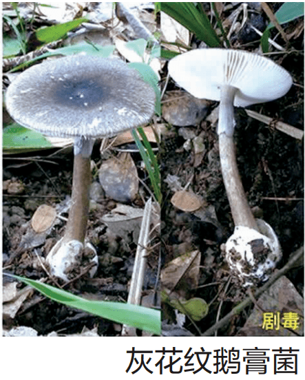 常见种类:毒鹅膏菌,毒蝇鹅膏菌等.生长分布:常见于林中地上.