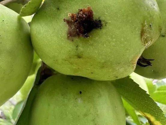 从大量的受害果实中发现了桃小食心虫,梨大食心虫和梨树梨象甲的幼虫
