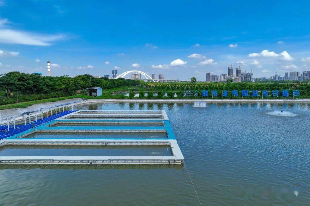 在南沙区珠江街前锋社区,隐藏着一个"数字渔场·桑基鱼塘".