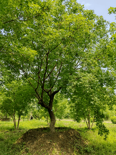 景观蒙古栎----老古树文冠果丛生茶条槭丛生金银木元宝枫水曲柳丛生
