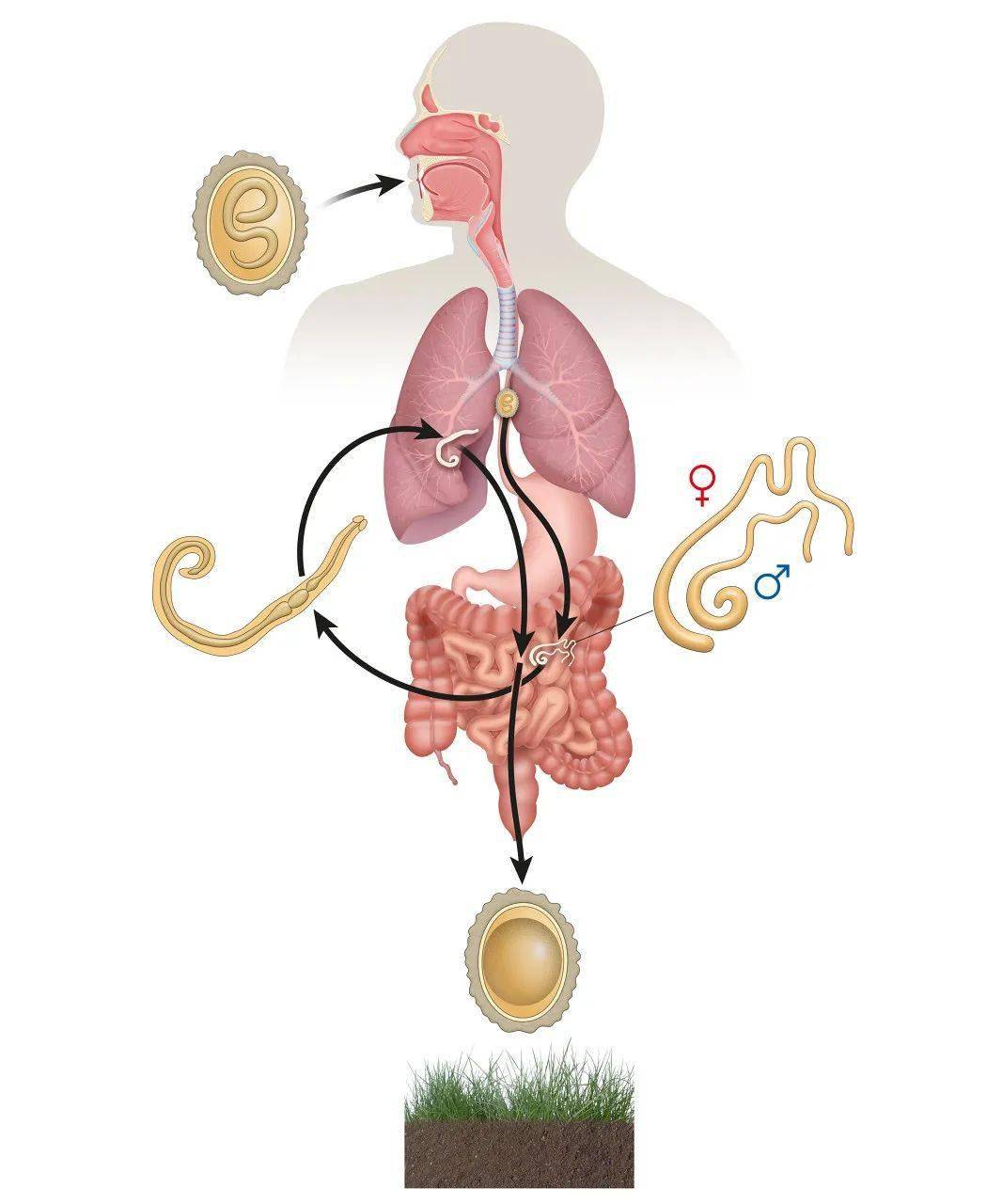 蔬菜水果中没寄生虫?寄生虫的问题不容小觑_农家_蛔虫_姜片