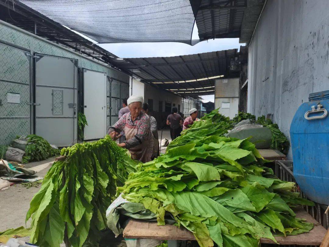 【乡村振兴在路上】务川供电局:优质电力服务 助力烤烟生产_用电_保障