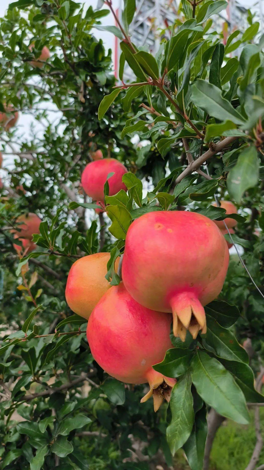 口感好外形靓大田石榴"新秀"登场!_村民_品种_种植