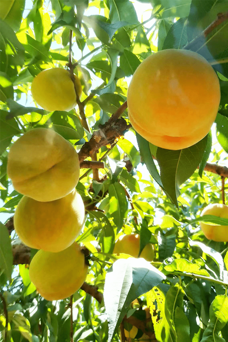 源东锦绣黄桃,脆甜如蜜!江浙沪包邮到家!_果园_桃子_夏天