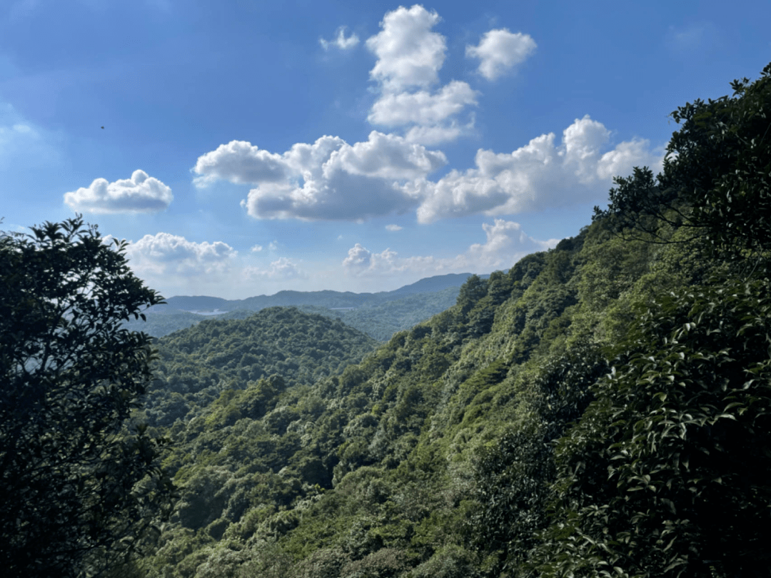 象头山,看看去!_科普_动植物_森林