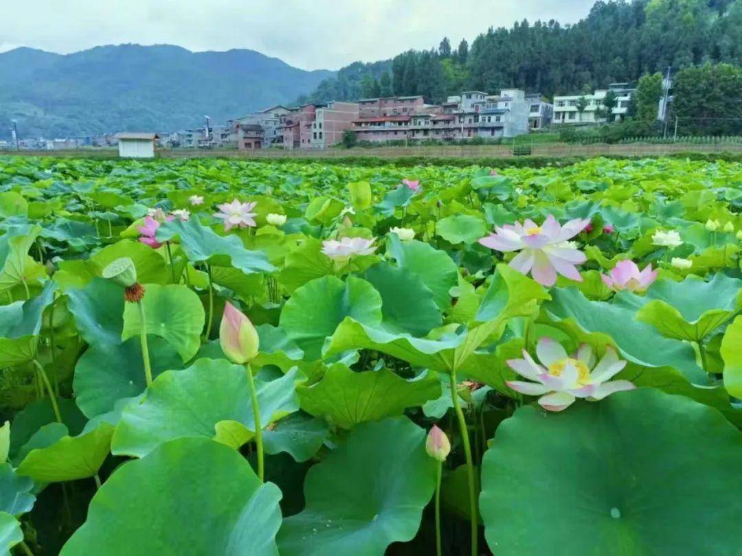 黎坝荷花园位于镇巴县黎坝镇柳营村,田田荷叶,密密实实,潺潺流水,鱼戏