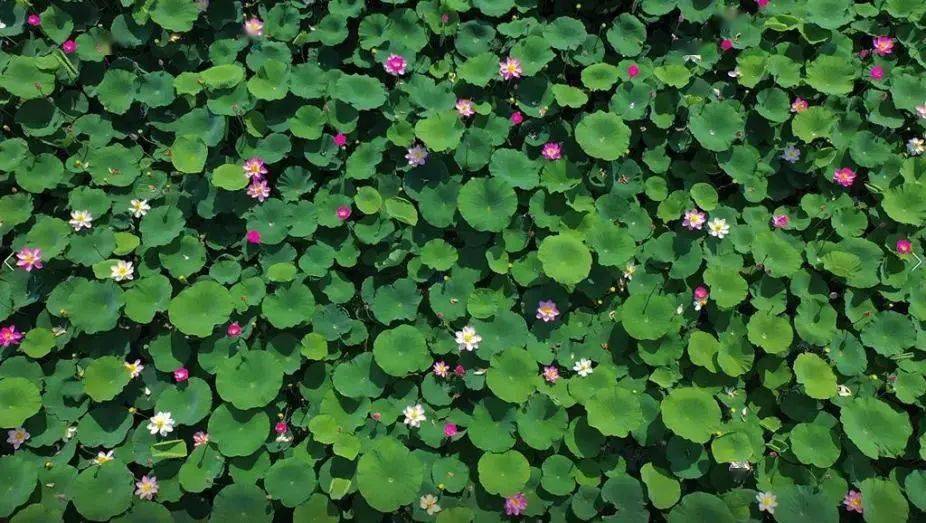 观绿,赏荷……赶紧收藏这份宿迁『夏日游船地图』_景区_骆马湖_旅游