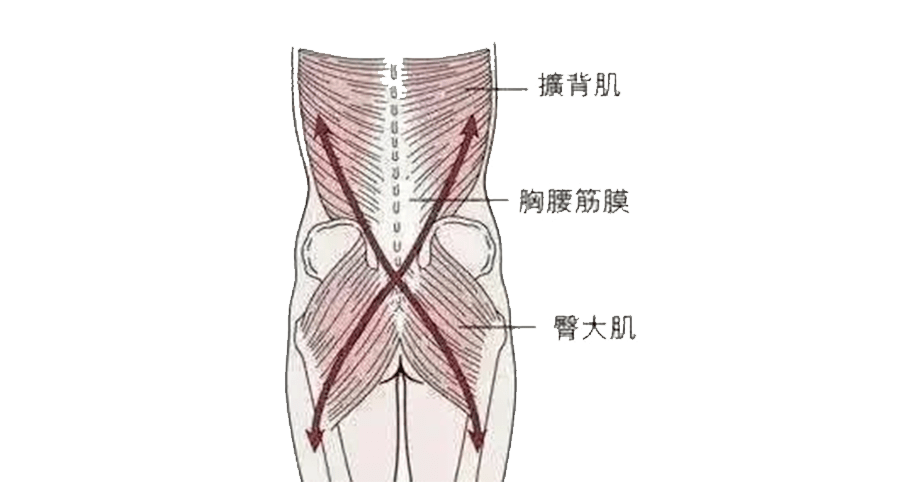 从筋膜的角度看腰痛