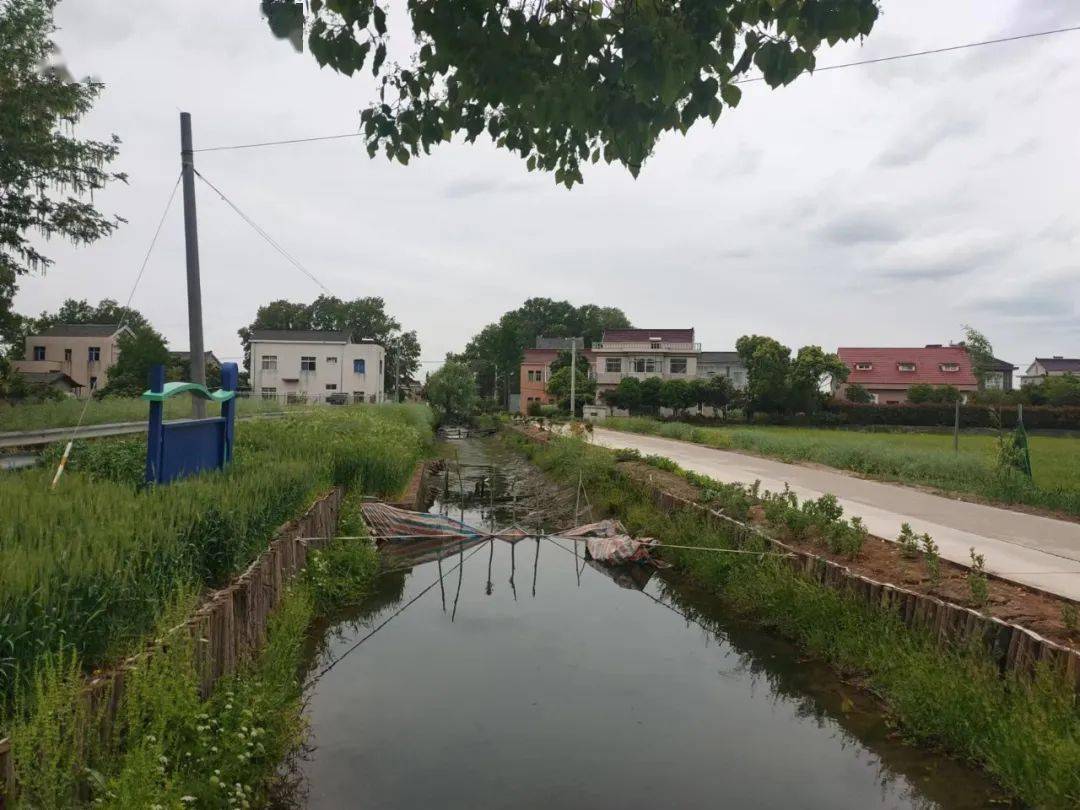 整改前后对比果然不一样_扬中市_八桥镇_生态