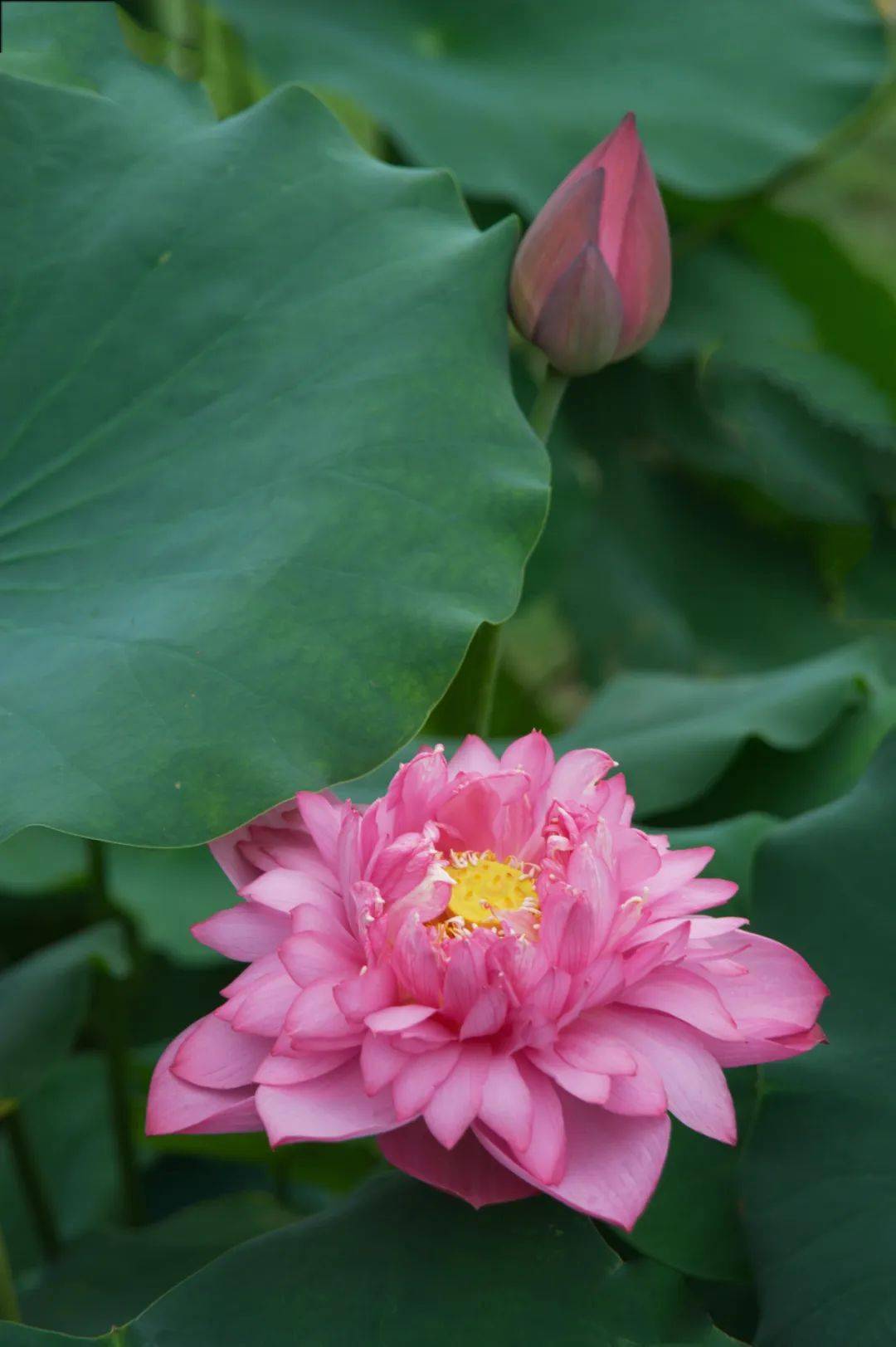 千瓣莲花图片大全图片