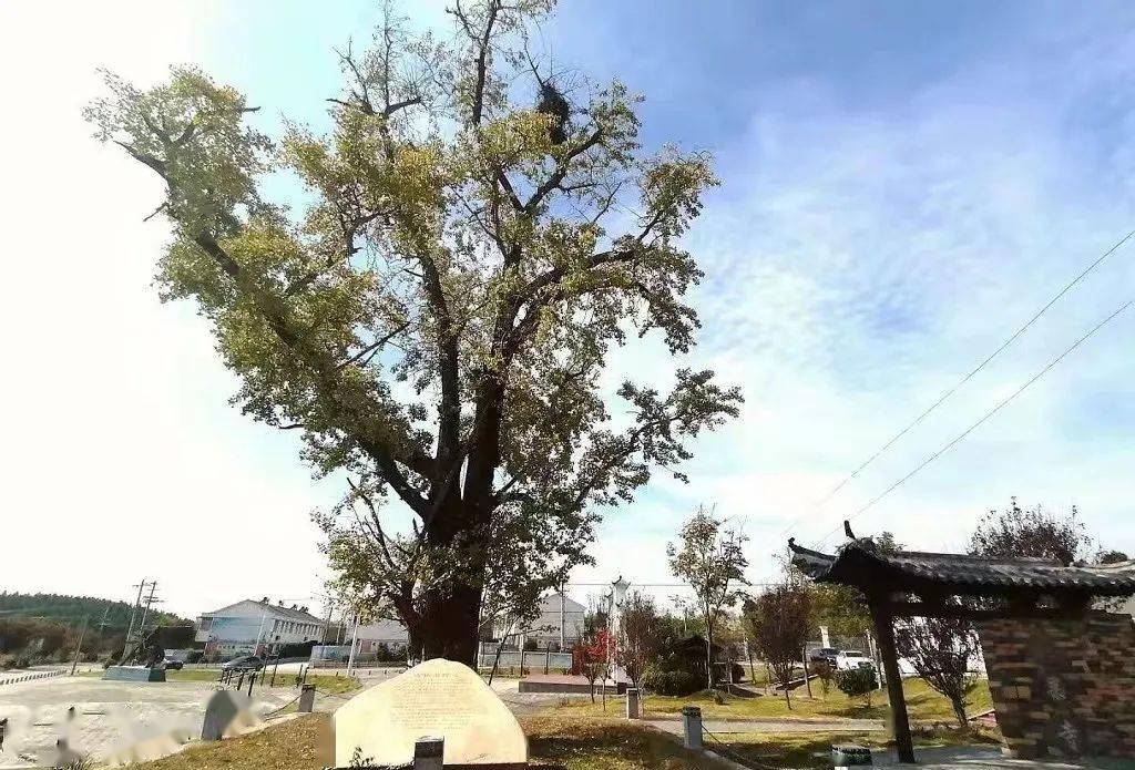 张八岭镇柴郢村曾是明光市的贫困村,土地贫瘠,位置偏僻,集体经济薄弱